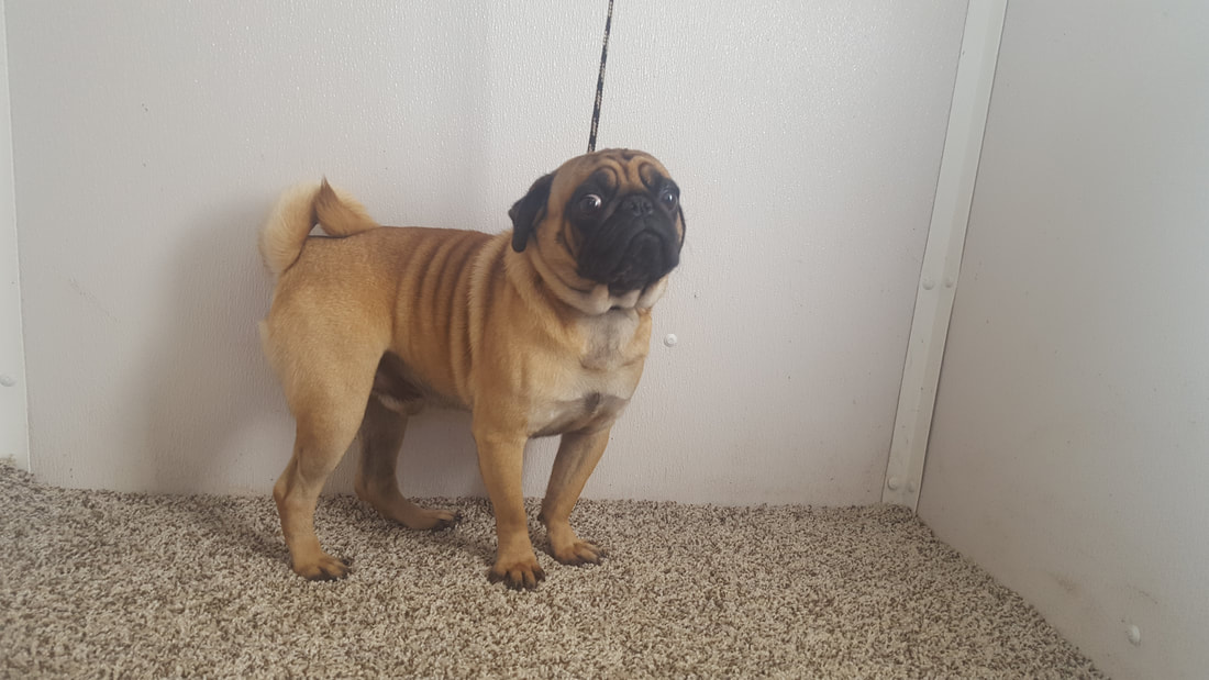 ApricotPugs Home