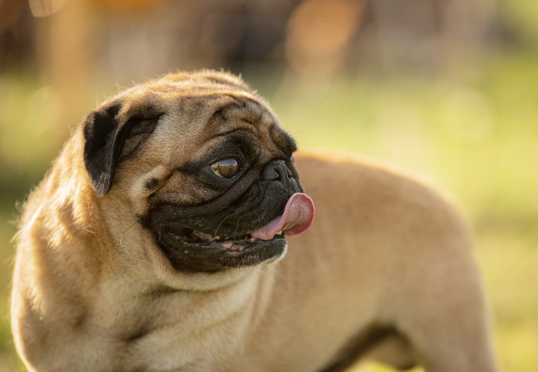 Apricot pugs for sale 2025